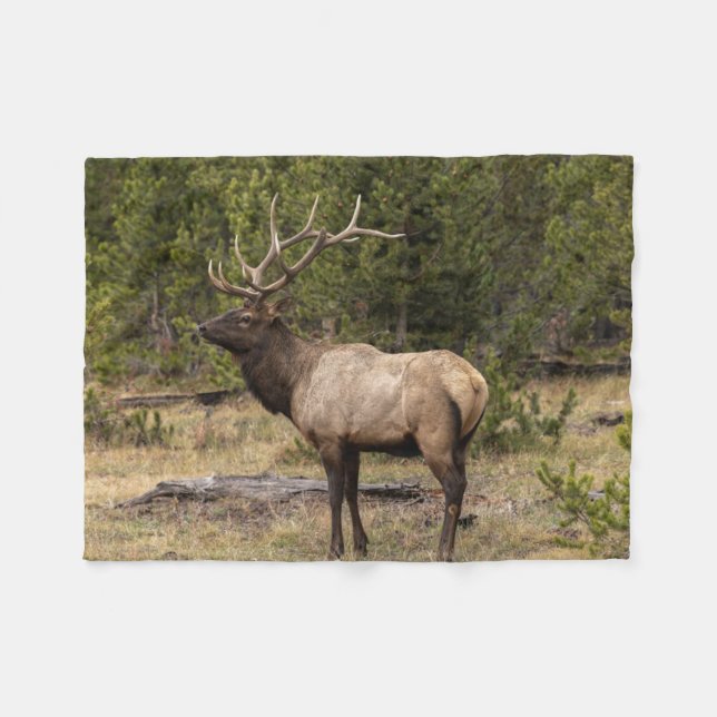 Cobertor De Velo Parque Nacional Bull Elk Yellowstone, Wyoming (Frente (Horizontal))