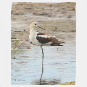 Cobertor De Velo Pássaro Ataque Americano Avocet Wading na Praia