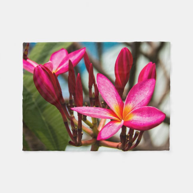 Cobertor De Velo Plumeria florescente exótica florescente (Frente (Horizontal))