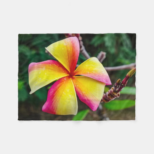 Cobertor De Velo Plumeria rubra (Frente (Horizontal))