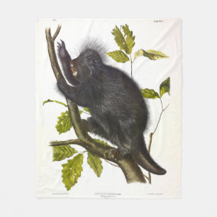 Cobertor De Velo Porcupine norte-americano ou canadense de Audubon