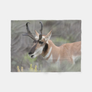 Cobertor De Velo Pronghorn Antelope Buck   Grand Tetons