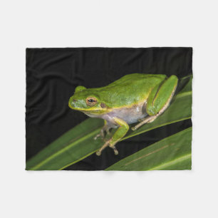 Cobertor De Velo Rã-verde (Hyla cinerea) 2