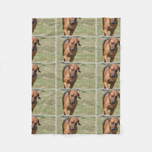 Cobertor De Velo Rhodesian Ridgeback que Prancing