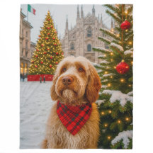 Spinone Italiano