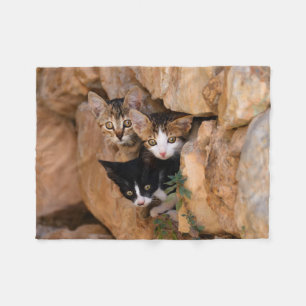 Cobertor De Velo Três gatinhos curiosos bonitos