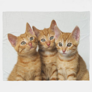 Cobertor De Velo Três gatinhos giros retratos lado a lado -