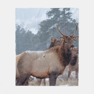 COBERTOR DE VELO UM GRUPO DE DEERS