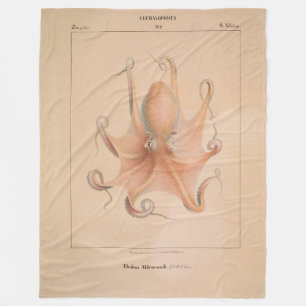 Cobertor De Velo Vintage Octopus 1851 Eledon Aldrovandi