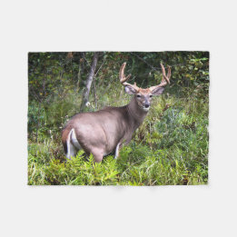 Cobertor De Velo Whitetail Buck Fotografia