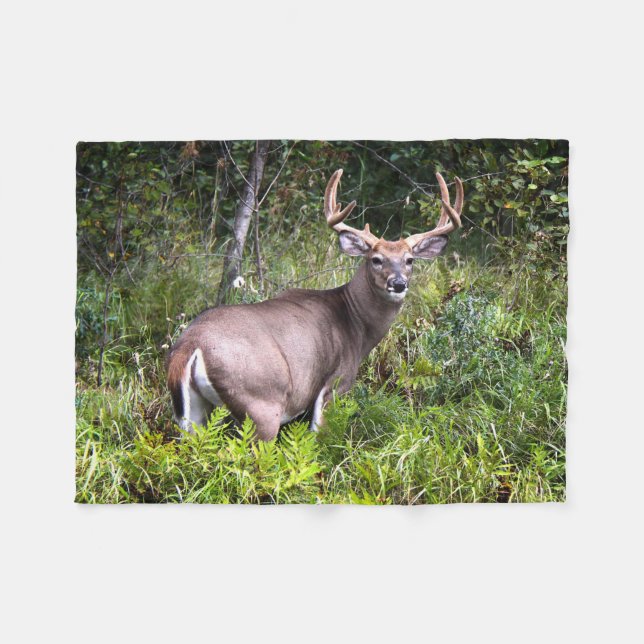Cobertor De Velo Whitetail Buck Fotografia (Frente (Horizontal))