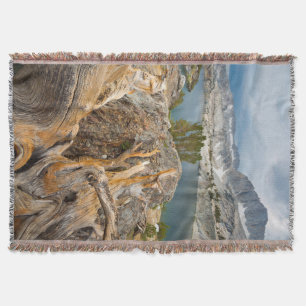 Cobertor EUA, Califórnia, Floresta Nacional de Inyo.