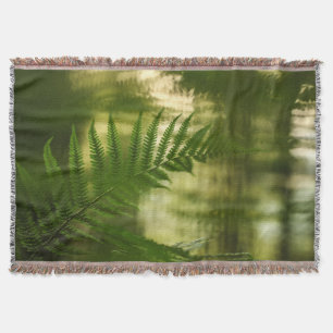 Cobertor Fern Nature Photo