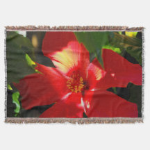 Flor Red Hibiscus à Luz do Sol