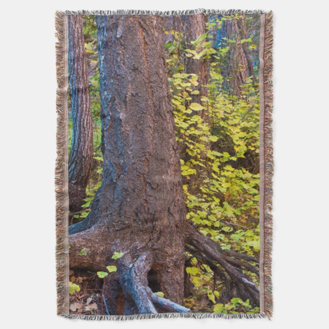 Cobertor Folhas de ouro na trilha do garfo oeste (Frente Vertical)