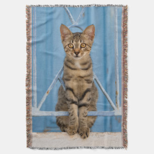 Cobertor Gatinho Gatinho Gato-de-Nosé-Bonito Sentado numa C