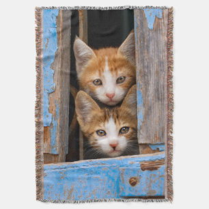 Cobertor Gatinhos Gatos Gelados em uma Foto da Janela de Vi
