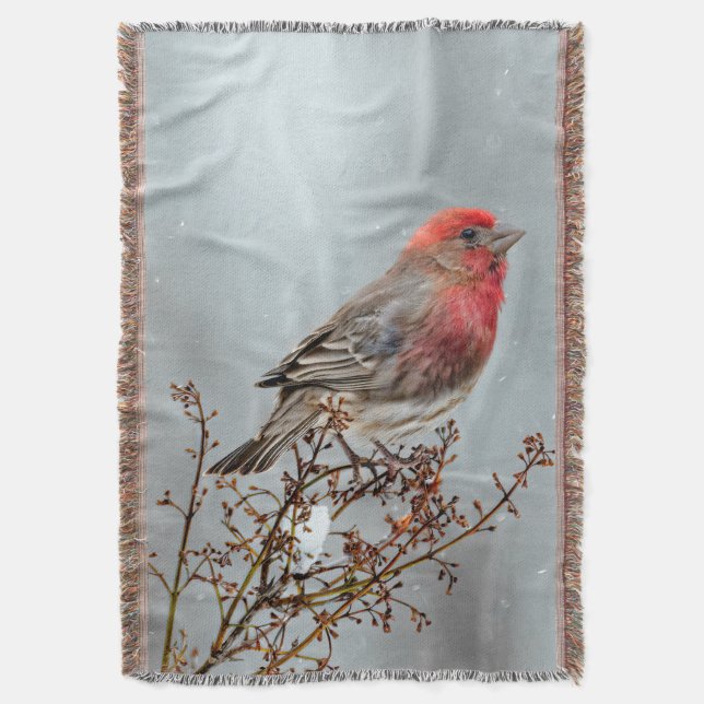 Cobertor House Finch in Snow - Foto original (Frente Vertical)