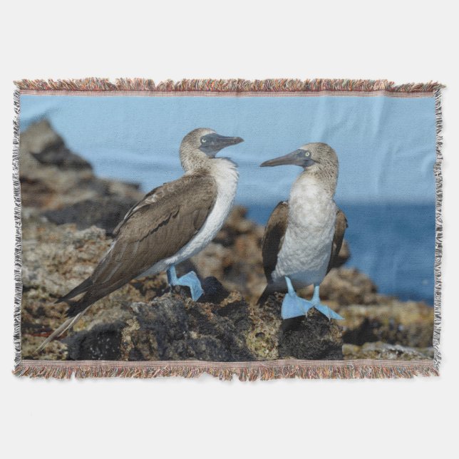 Cobertor Ilhas Galápagos, Ilha Isabela (Frente)