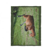 cobertor _ itália _ aveto parque natural _ cavalo