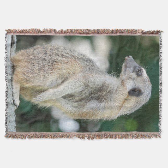 Cobertor Meerkat 025 (Frente)