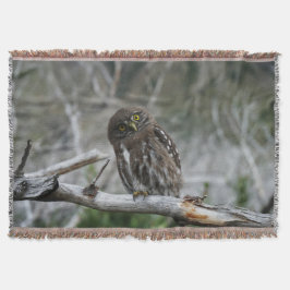Cobertor Norte Pygmy Owl