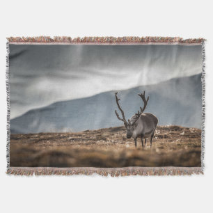 Cobertor Reindeer Nature Photo