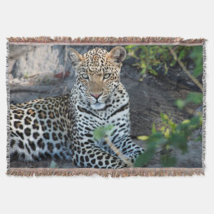 Cobertor retrato de leopardo sentado em close up