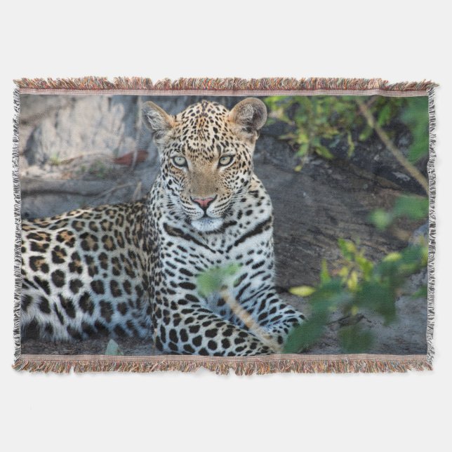 Cobertor retrato de leopardo sentado em close up (Frente)