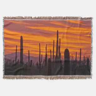 Cobertor Saguaro, pôr do sol, Parque Nacional Saguaro