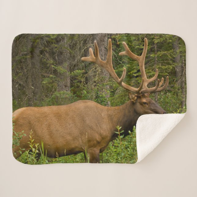 Cobertor Sherpa Alce macho | Parque Nacional Banff, Alberta, Canad (Frente (Horizontal))