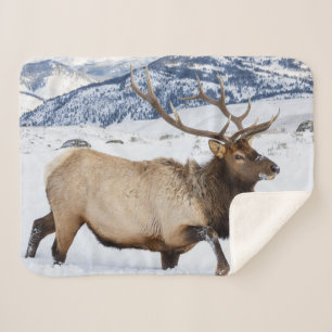 Cobertor Sherpa Alce macho Wyoming