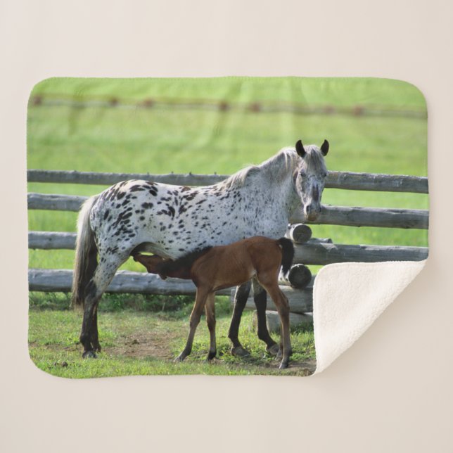 Cobertor Sherpa Appaloosa Mare e Colt Horse (Frente (Horizontal))