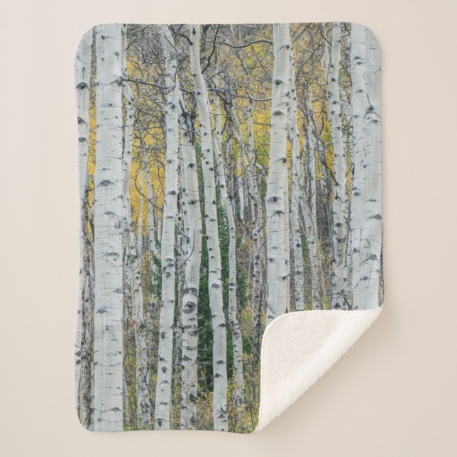 Cobertor Sherpa Aspen Tree Trunks | Aspen, Colorado (Frente)