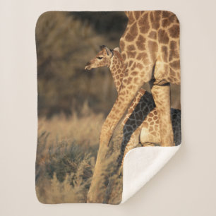 Cobertor Sherpa Bebês Mais Pobres   Baby Giraffe & Parent