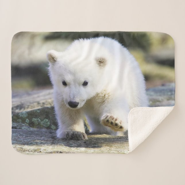 Cobertor Sherpa Bebês Mais Pobres | Bebê-Urso Polar (Frente (Horizontal))