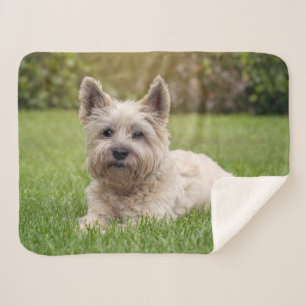 Cobertor Sherpa Bebês Mais Pobres   Cairn Terrier Dog