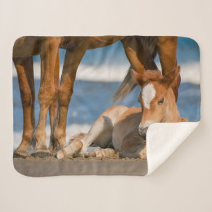 Cobertor Sherpa Bebês Mais Pobres   Cavalo selvagem de Corolla rec