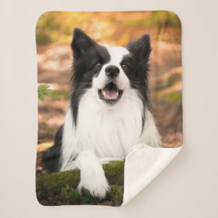 Cobertor Sherpa Bebês Mais Pobres   Collie Preto e Branco