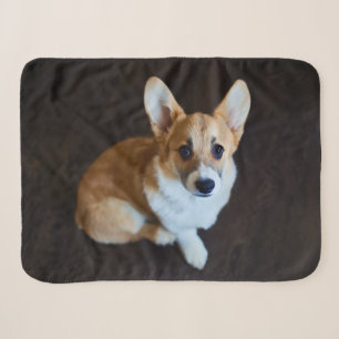Cobertor Sherpa Bebês Mais Pobres   Corgi Procurando