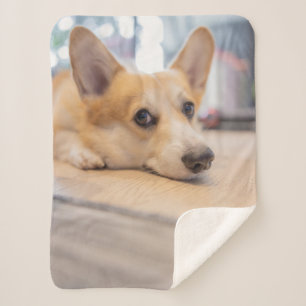 Cobertor Sherpa Bebês Mais Pobres   Corgi Puppy no chão