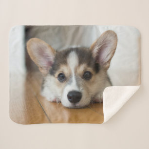 Cobertor Sherpa Bebês Mais Pobres Corgi Puppy Olhando