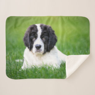 Cobertor Sherpa Bebês Mais Pobres   Cuppy de Terra Nova