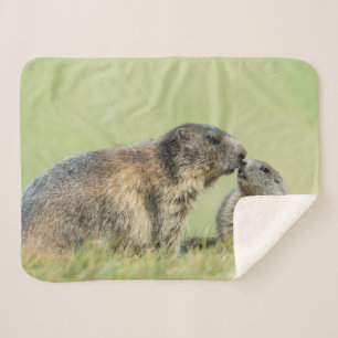 Cobertor Sherpa Bebês Mais Pobres   Família Marmot Alpina