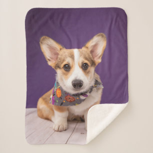 Cobertor Sherpa Bebês Mais Pobres   Halloween Corgi