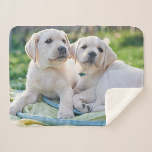 Cobertor Sherpa Bebês Mais Pobres | Labrador Amarelo Retrievers (Frente (Horizontal))