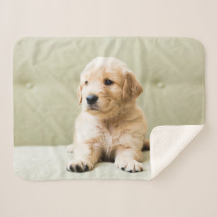 Cobertor Sherpa Bebês Mais Pobres   Ouro Retriever Puppy