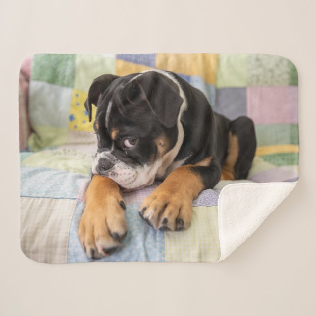 Cobertor Sherpa Bebês Mais Pobres | Tímido Bulldog Inglês (Frente (Horizontal))