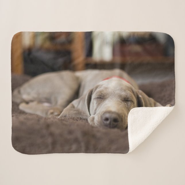 Cobertor Sherpa Bebês Mais Pobres | Weimaraner Cãozinho Dormir (Frente (Horizontal))
