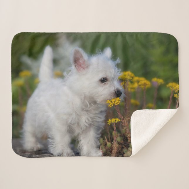 Cobertor Sherpa Bebês Mais Pobres | West Highland White Terrier (Frente (Horizontal))